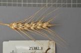 Click for 1 image(s) for this accession. Spike